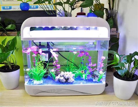 魚缸可以養什麼|新手養魚懶人包!帶你了解養魚需要什麼水族用品清單